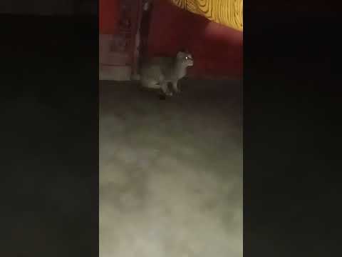Cat billi ki Nazar #cat #shorts #youtubeshorts #viralshorts #youtube