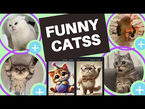 Śmieszne Koty, które Totalnie Rozwalają System – Komiczne Koty 2024!