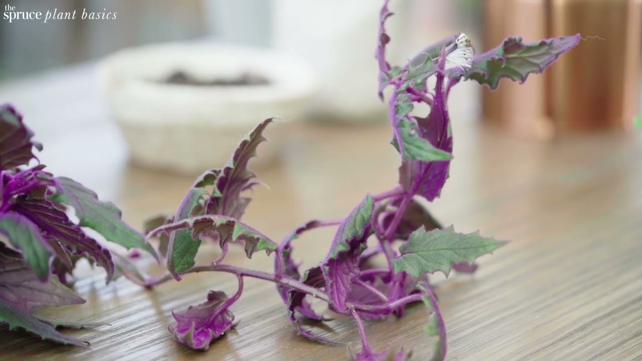 How to Grow and Care for Purple Passion Plant