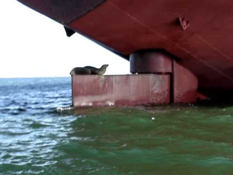 Seals hanging on a rudder of a Greek cargo ship