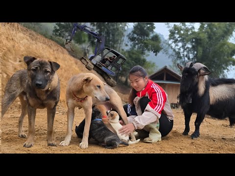 Vietnamese girl with smart dogs and goats expands her farm - ha thi muon