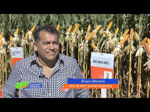 KWS presentó en Sinsacate una nueva generación de maíces adaptados a la región