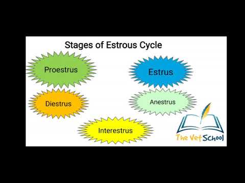Estrous cycle of Cat (An Introduction)
