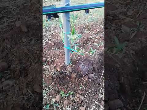 Navodnjavanje kap po kap u mladom masleniku