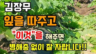 김장무 잎을 따주고 이것을 해주면 병해충 걱정 없이 무가 폭풍성장 잘 자랍니다.
