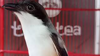 Download lagu CENDET MADURA GACOR isian Lovebird ngekek panjang buat masteran cendet trotol dan cendet muda mp3 Download lagu CENDET MADURA GACOR isian Lovebird ngekek panjang buat masteran cendet trotol dan cendet muda mp3
