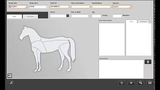 Image Suite Vet Workflow