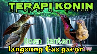 Download lagu IJOAN JANTAN !! LANGSUNG GACOR DENGAN SUARA TERAPI KONIN INI SANGAT EFEKTIF NYAUT mp3