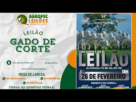 agropecleiloes.com LEILÃO GADO DE CORTE | TERRA PRÓSPERA LEILÕES-ALVORADA-TO 26/02/2026