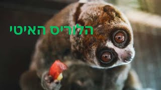 לוריס איטי ( slow loris )