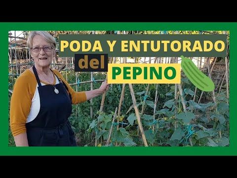 , title : '✂ PODA Y 📌 ENTUTORADO DEL PEPINO [✅ FÁCIL Y ✌ RÁPIDO] | EN CAMPO Y ALMA'