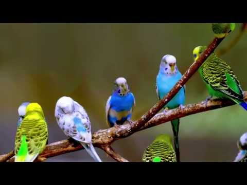 Budgie Sounds (12 Hours)