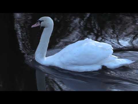 Der Schwarzbach bei Trebur