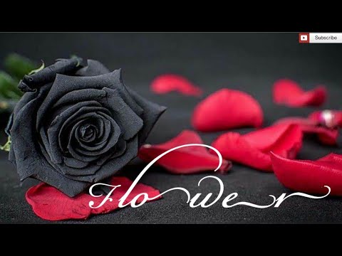 A Old-New Poetry,15 "Flower" - by Anvesh