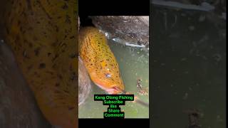 Fish Category or Not ? #fishing #fish #bassfishing #eel #eelfishing #eel_fish #eelvideos