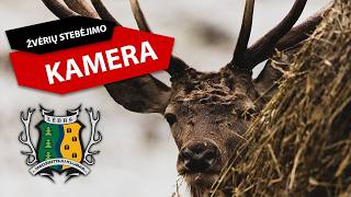 Žvėrių stebėjimo kamera