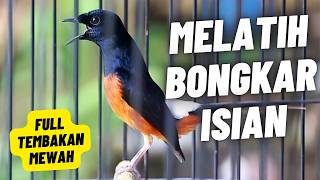 Download lagu MURAI BATU GACOR FULL ISIAN TEMBAKAN MEWAH AMPUH MELATIH MURAI BATU BONGKAR ISIAN mp3 Download lagu MURAI BATU GACOR FULL ISIAN TEMBAKAN MEWAH AMPUH MELATIH MURAI BATU BONGKAR ISIAN mp3