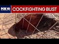 Active cockfighting ring raided in Arizona; multiple arrested | FOX 10 Phoenix