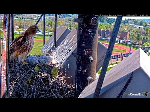 Intruding Merlin Puts Big Red In Defense Mode At Cornell Hawks Nest – May 9, 2022