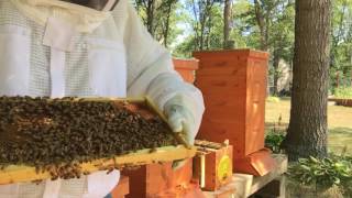 Beekeeper mistakes. Don't give up to soon on you queen cells.