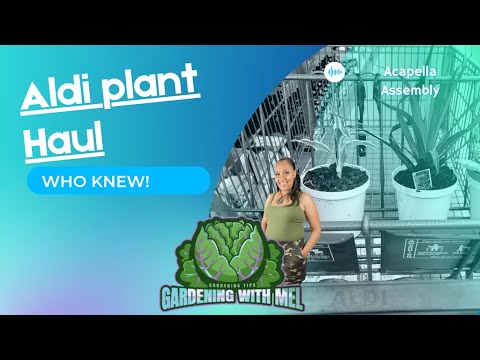 My Aldi Plant Haul