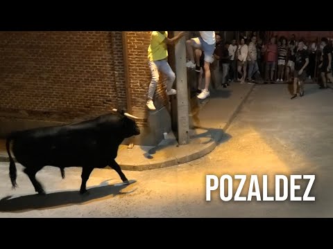 Pozaldez 2024 Encierro y Capea con Toros Bravos
