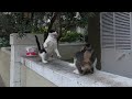 Jealous Cat Attacked The Other Cat Approaching Me
