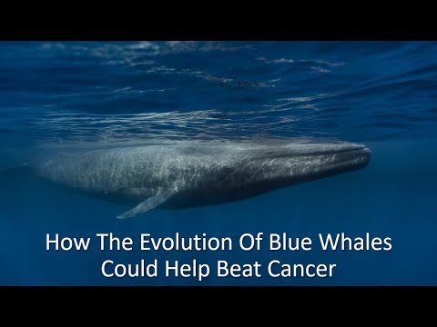 How The Evolution Of Blue Whales Could Help Beat Cancer