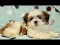 Shih Tzu dogs for sale: Baxter - Video 1