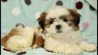 Video preview image #1 Shih Tzu Puppy For Sale in BIRD IN HAND, PA, USA
