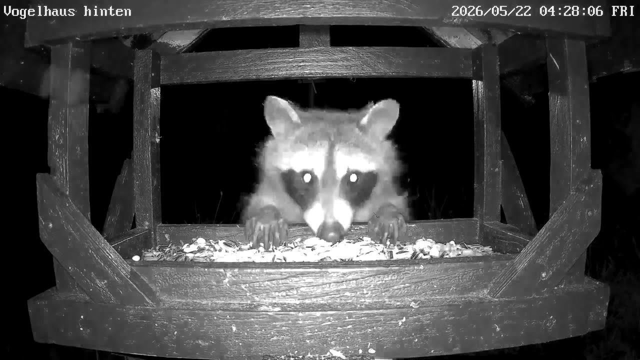 Waschbär plündert Vogelhaus & Abwehrmaßnahmen | 24.05.2026