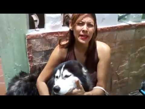 Como bañar a tu mascota !!