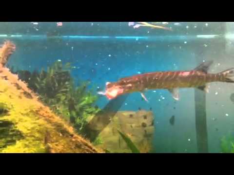 Gedde spiser guldfisk. pike eats goldfish.