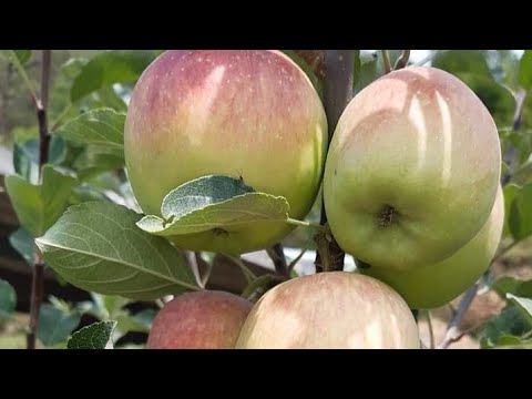 गरम मौसम मे लगने वाले सेब के पौधे की जानकारी हरिमन शर्मा 99 सेब की जानकारी