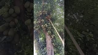 Download lagu A very large cempedak tree bearing abundant fruit mp3 Download lagu A very large cempedak tree bearing abundant fruit mp3