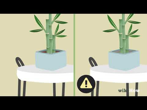 Pflege Deinen Glücksbambus Richtig