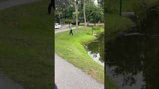 Caught on camera: Alligator charges at fisherman