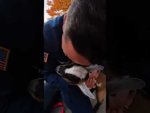 The Air Force pilot returns home after six months and the first thing he sees is a baby goat.