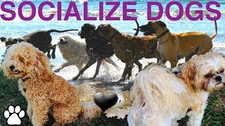 SOCIALIZE YOUR DOG- DIY Dog training to play nice with other dogs - a tutorial by Cooking For Dogs