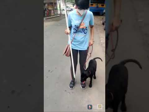 ALO | Board & Train program | Labrador puppy training | Outdoor training handover session
