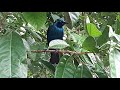 Lesser Blue-eared Starling | Bird Paradise Singapore