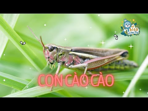 Con Cào Cào 🦗| Con Cào Cào Có Cái Cánh Xanh Xanh 🌿| Bài Hát Thiếu Nhi Vui Nhộn 🎶