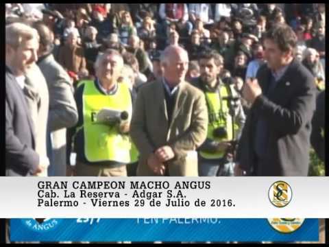 29-07-16 Gran Campeon Macho Angus - Palermo 2016.