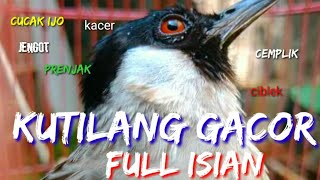 Download lagu 100 Pasti Nyaut Dengar suara KUTILANG GACOR FULL I... mp3