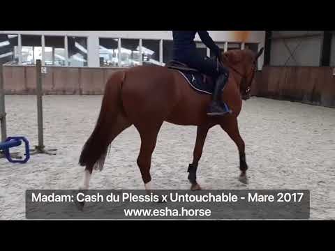 Madam: Cash du Plessis x Untouchable