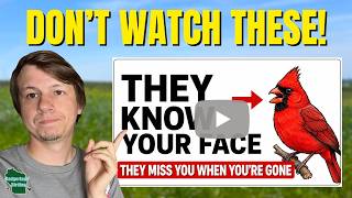 AI Bird Videos Are Ruining YouTube!