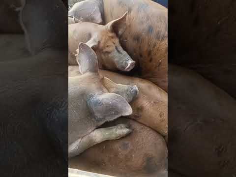 #youtubeviral #agro #venturosa #youtubeshorts