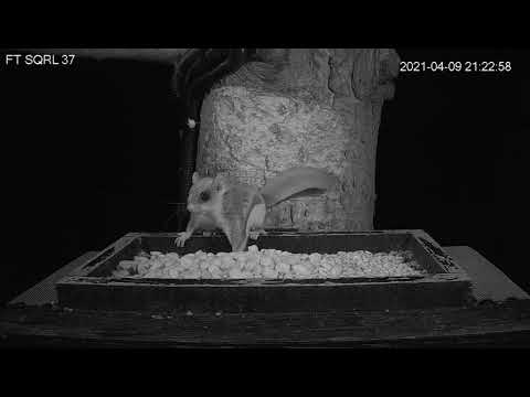Flying Squirrel new camera