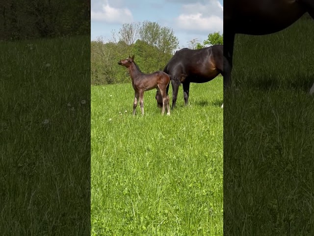 Yegua de ganadería Hannoveriano En venta 2019 Bayo moreno por CONTENDRO I