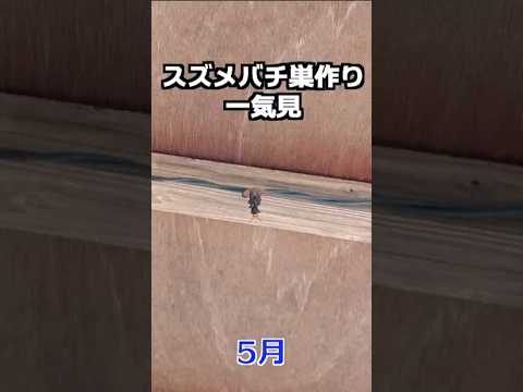 アースズメバチと戦うか、それとも場所を移しますか? 自然と動物